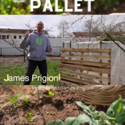 How To Build a Mini Raised Bed With a Recycled Pallet